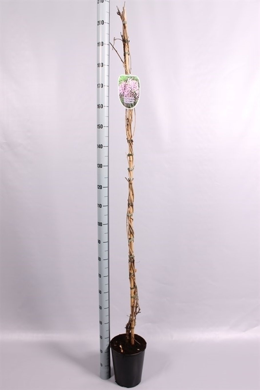 Wisteria flor. 'Honbeni' - C5